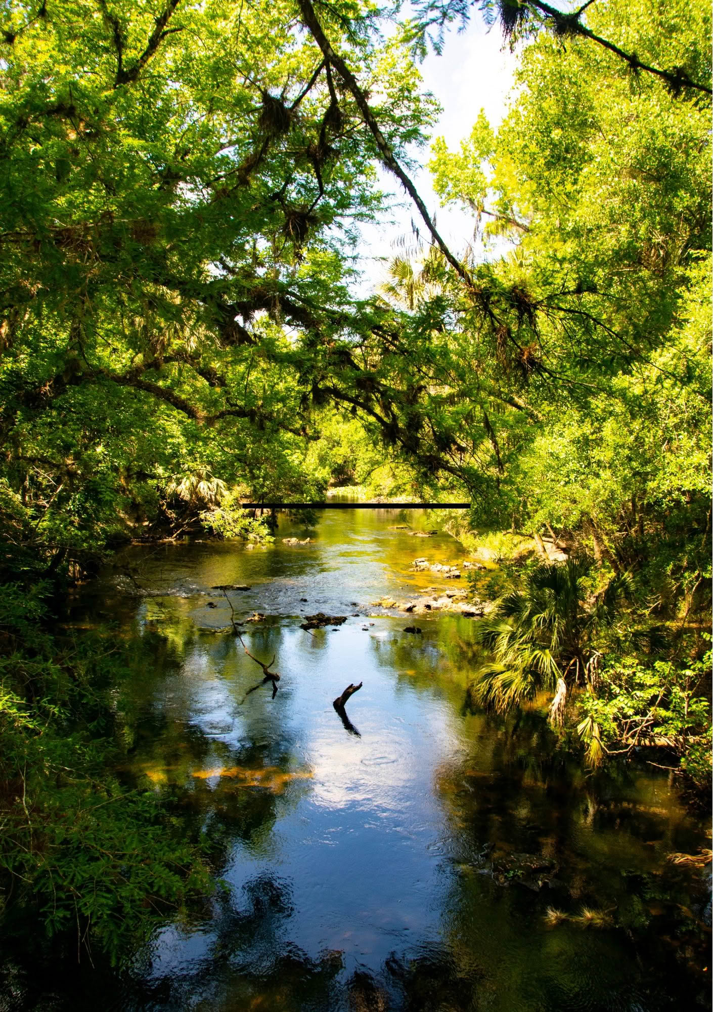 Calming bush scene for Hypnotherapy